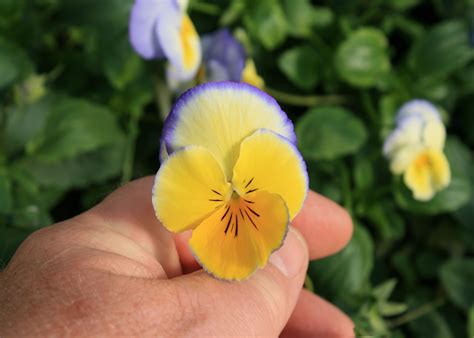 Plant Tough Violas For Months Of Garden Color Mississippi State