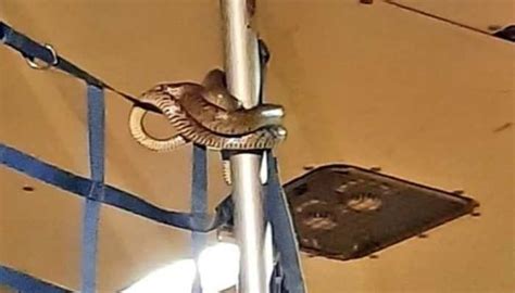 Snake Found In Cargo Hold Of Indigo Flight At Kolkata Airport Watch