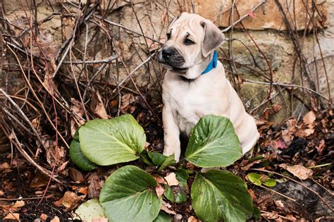 Another poisonous plant for dogs, this flowering bulb is a very common garden ornamental. The 11 Most Poisonous Plants for Dogs | Rover