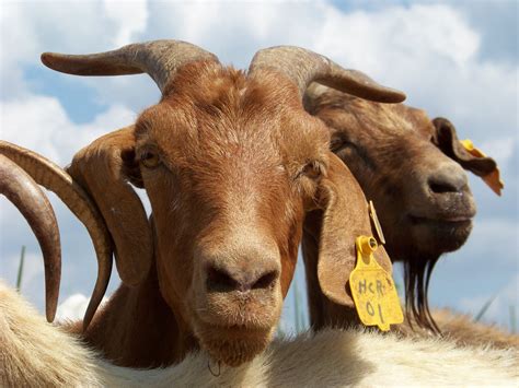 Meat Goats At The Kerr Center Kerr Center