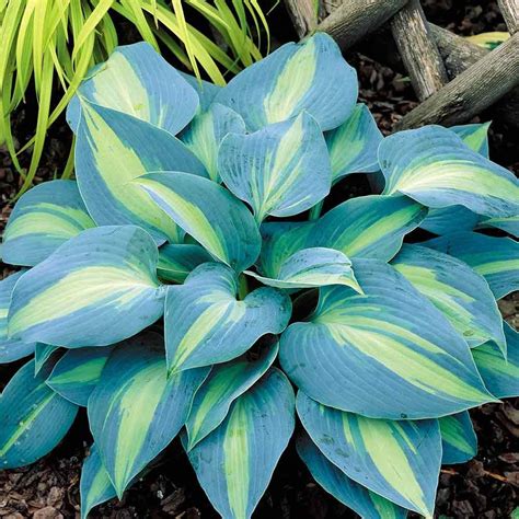Hosta Touch Of Class Ground Cover Plants Plants Hostas