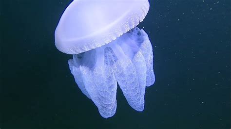 Arabian Gulf Jellyfish Its Just Breathtaking Youtube