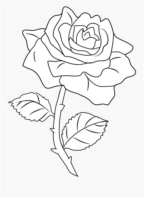 28 Collection Of Rose Clipart Black And White Transparent White Rose