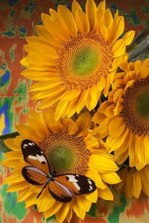 Sunflower And Butterfly Flowers Pinterest