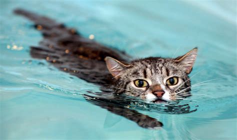 Cats Taking A Swim Katliterary