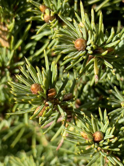 Picea Glauca ‘conica Poppins Plants