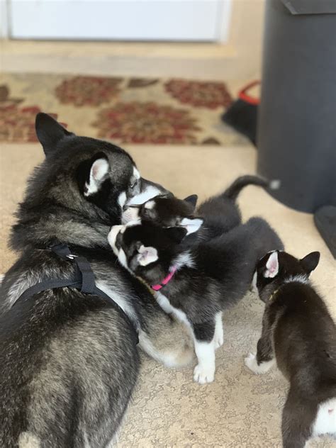 Our siberian husky puppies for sale come from either usda licensed commercial breeders or hobby breeders with no more than 5. Siberian Husky Puppies For Sale | Florida Center, FL #327565