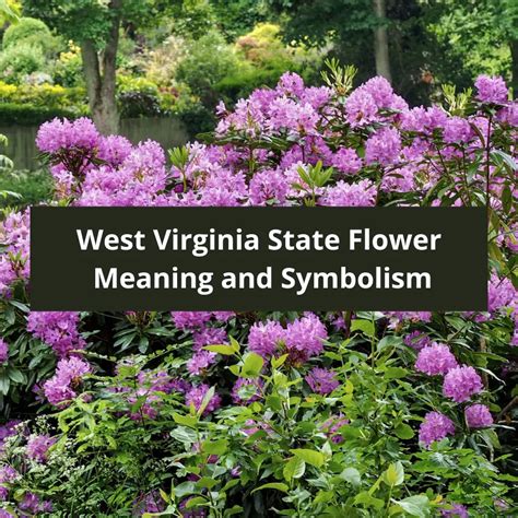 West Virginia State Flower Rhododendron Meaning And Symbolism