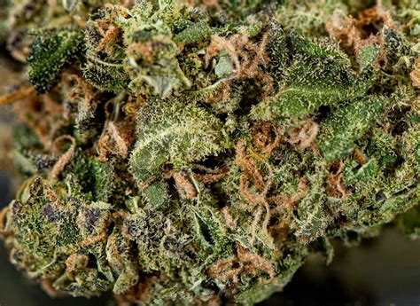 Ayahuasca purple by barney's farm strain information. Ayahuasca Purple (AA) - 28 Grams - Cheap Buds