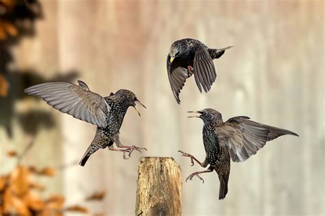 The Secret World of Starlings: My Journey Photographing the Birds in My
