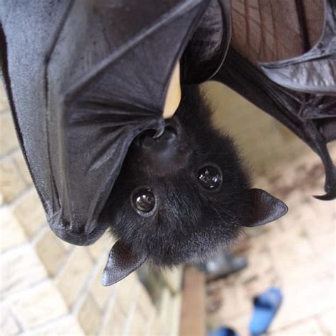 Pin By Stephanie Bags On Bats In The Belfry Bat Animal Cute Bat