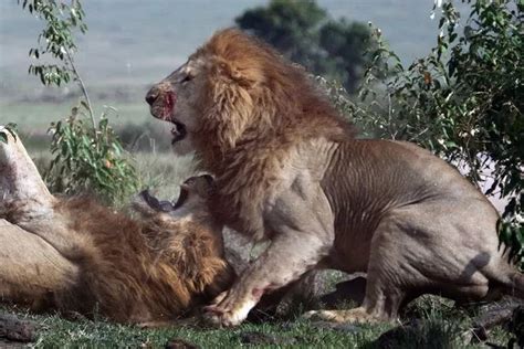lions fight to be king of the jungle in brutal battle captured on camera irish mirror online