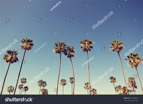 California Palm Trees In Vintage Style Stock Photo 251853826