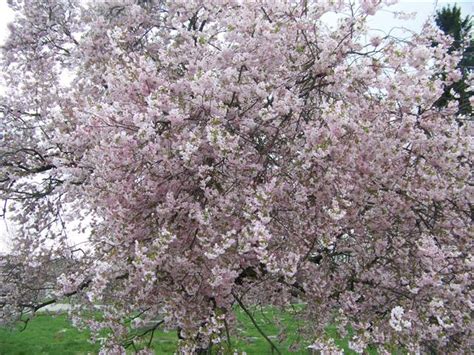 Prunus Subhirtella Autumnalis Autumn Flowering Higan Cherry On