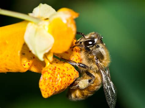 Jul 25, 2016 · honey is best stored above 50 º f. Honey Bee Control - Honey Bee Management & Treatment