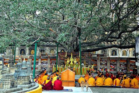 Bodhi Tree Bodhgaya India Top Attractions Things To Do