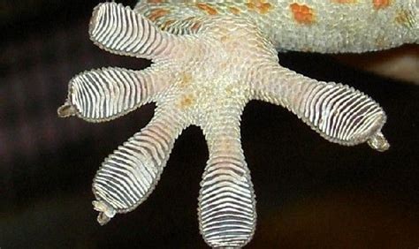Tokay Gecko Foot Close Up Gecko Toe Pads Reptiles And Amphibians