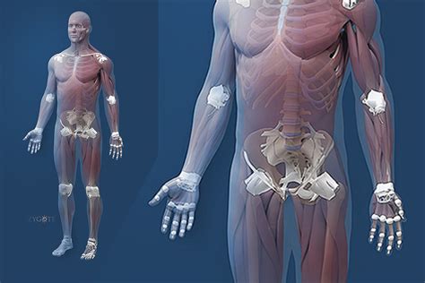 Zygotecad 3d Male Muscular Skeletal Model Medically
