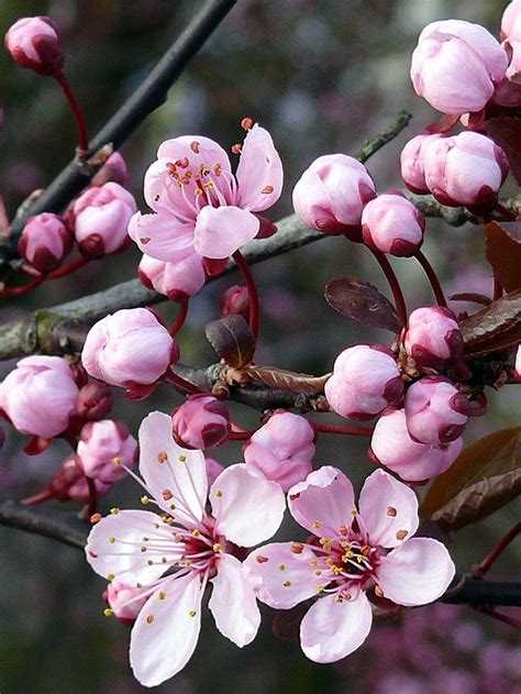 Check out our cherry plum tree selection for the very best in unique or custom, handmade pieces from our craft supplies & tools shops. Radio Round Up August 15-16
