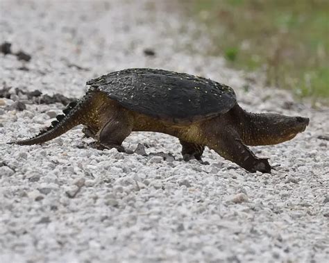 Common Snapping Turtle Facts Diet Habitat And Pictures On Animaliabio