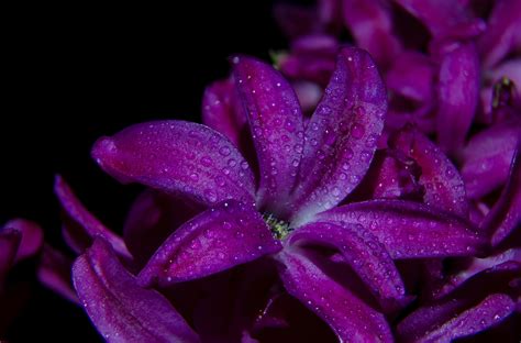 Macro Photography Of Fully Bloomed Purple Petaled Flowers · Free Stock