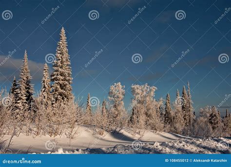 Impassable Snow Covered Siberian Taiga Stock Photo Image Of Snow