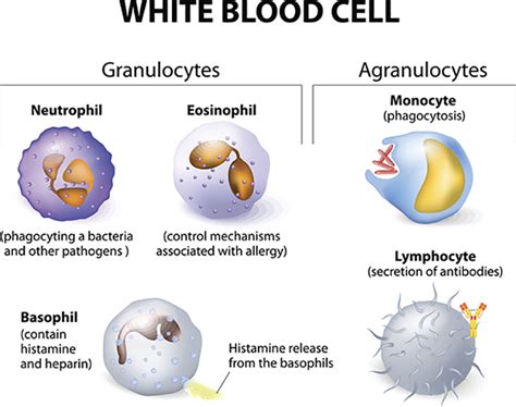 304 Getting To Know Your White Blood Cells