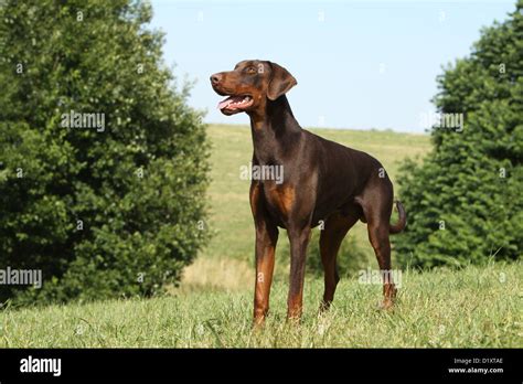 Dog Dobermann Doberman Pinscher Natural Ears Adult Standing In A