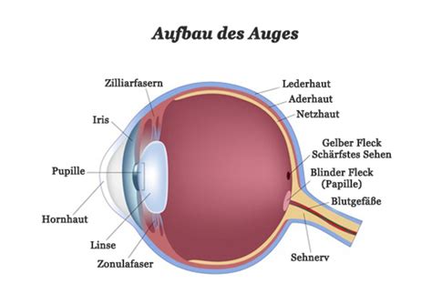 Willen und kreativität der das innere auge ist sacks' zehntes buch. Auge sezieren | VMS Au