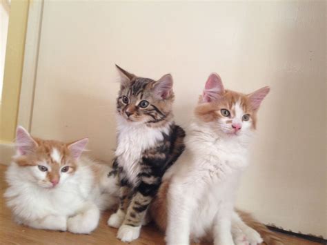 Warrington | cats for sale by lynne. 4 Cute, Fluffy kittens for Sale | Bradford, West Yorkshire ...