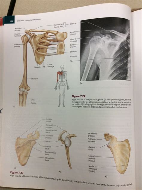 Pin by Sarah Riley on Anatomy and Physiology | Anatomy and physiology, Scapula, Physiology