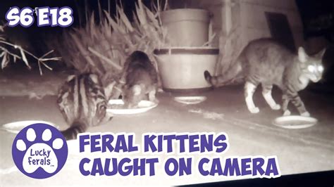 Feral Kittens Caught On Camera S6 E18 Lucky Ferals Cat Videos Youtube