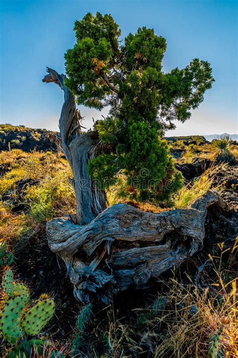 New mexico highway through desert landscape. Interesting Cedar Tree In A Lava Flow In The Desert Of New ...