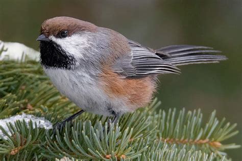 20 Top Minnesota Birds