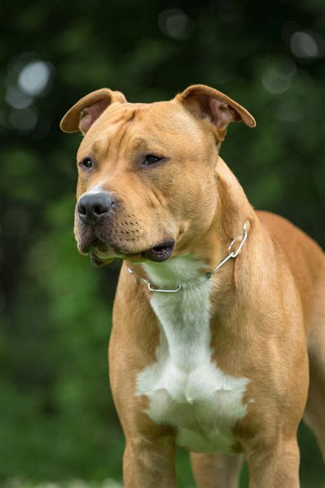 Discover the best hairstyles and most popular haircuts for men from classic to trendy. Staffordshire Bull Terrier | Dogs | Breed Information | Omlet