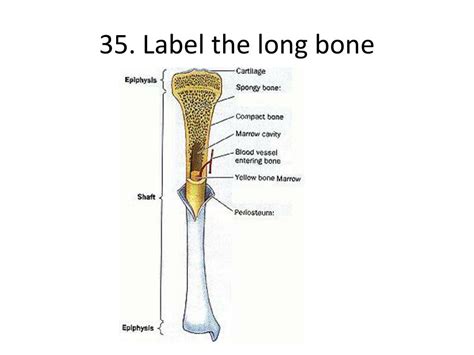 Humerus bone labeled vector illustration diagram. 31 Label The Long Bone - Labels Design Ideas 2020