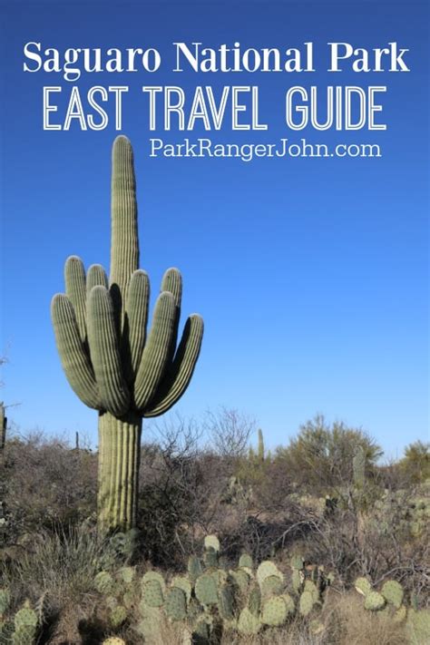 To purchase a large, mature saguaro cactus, consider having a cactus transported to you. Saguaro National Park - East | Park Ranger John