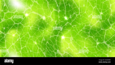 Abstract Green Wallpaper Or Plant Cells Texture Under A Microscope