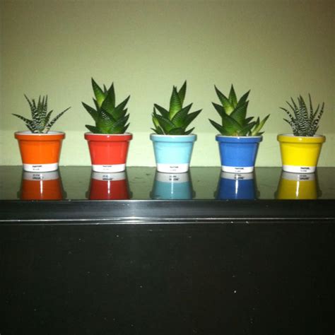 Hoy les traigo un nuevo vídeo en el cual les voy a. pantone planters | Plantas, Suculentas