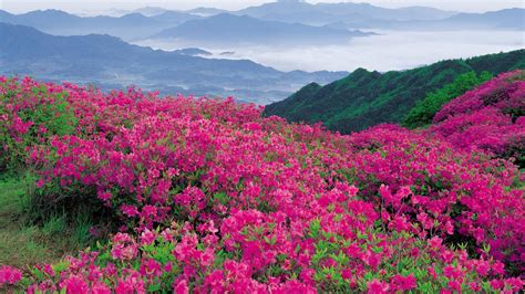 🥇 North Carolina Mountains Parkway Pink Flowers Wildflowers Wallpaper