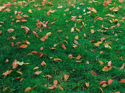 Premium Photo Yellow Autumn Leaves On Green Grass Nature Background