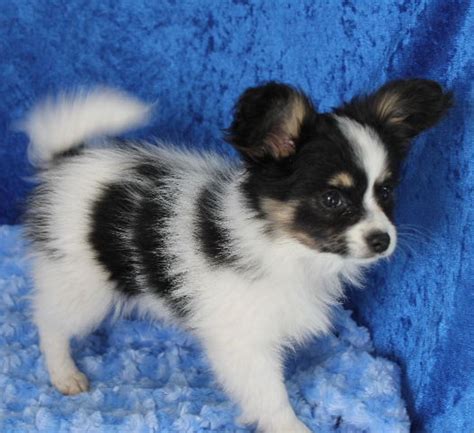 Charming Papillon Puppies for adoption FOR SALE ADOPTION from Dublin Dublin @ Adpost.com