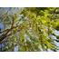 High Definition Photo Of Tree Picture Willow Branches  ImageBankbiz