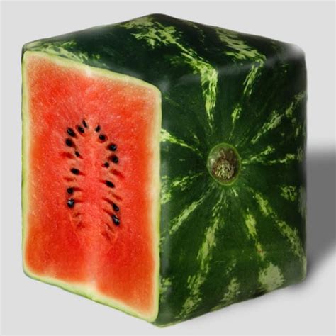How To Grow A Square Watermelon Its Refrigerator Friendly Square
