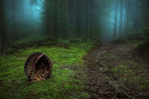 20 Enchanting Photos Of Ancient And Mysterious Forests Mystical