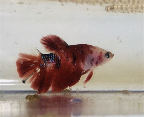 KOI BETTA HMPK