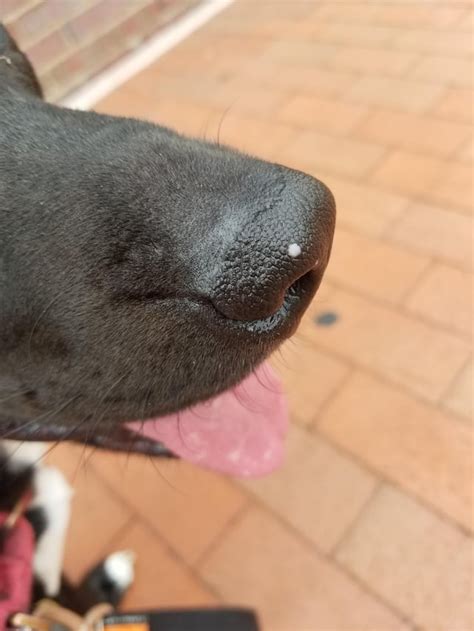 What Is This Spot On My Dogs Nose Rwhatisthis