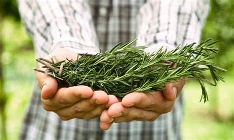 El tomillo es una planta medicinal fantástica, tiene múltiples propiedades, entre ellas eliminar el acné. ROMERO PLANTA MEDICINAL: Origen, nombre científico y mucho más