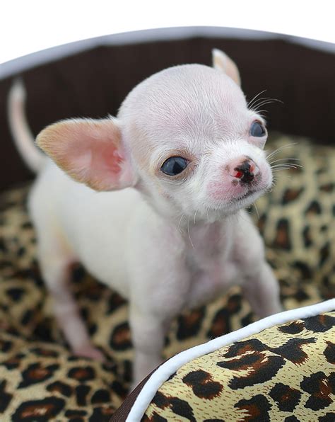 Teacup Chihuahua Is This Tiny Pup The Perfect Pet For You