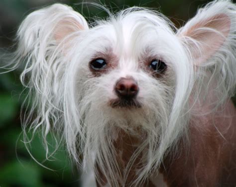 Maybe you would like to learn more about one of these? Chinese Crested Breed Guide - Learn about the Chinese Crested.